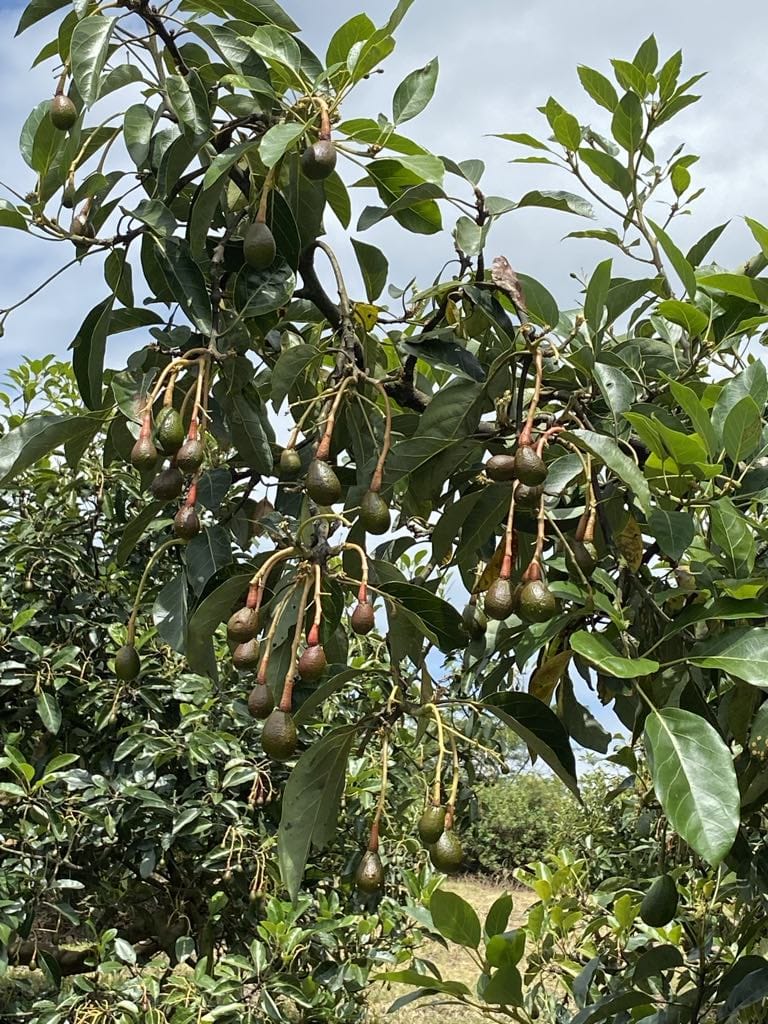 WhatsApp Image 2026-03-06 at 10.14.12 (1)