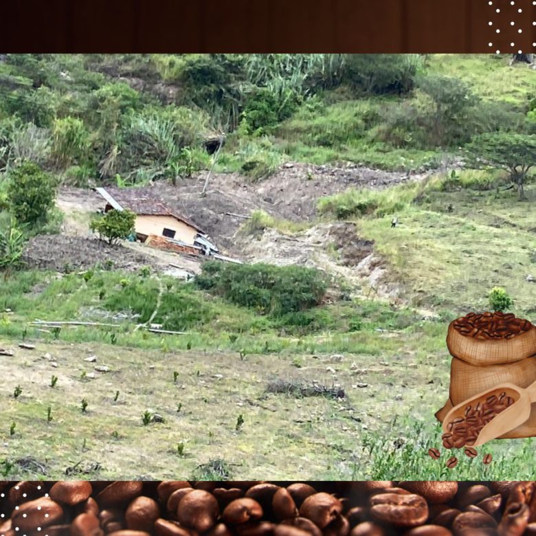 Venta 📞 099 294 7189 🌄 Terreno 26 ha. Para Vivir la Aventura Cafetera💚 Cultiva tu Legado Donde Nace el Café del Alma ☕🌿 #RaícesQueInspiran
