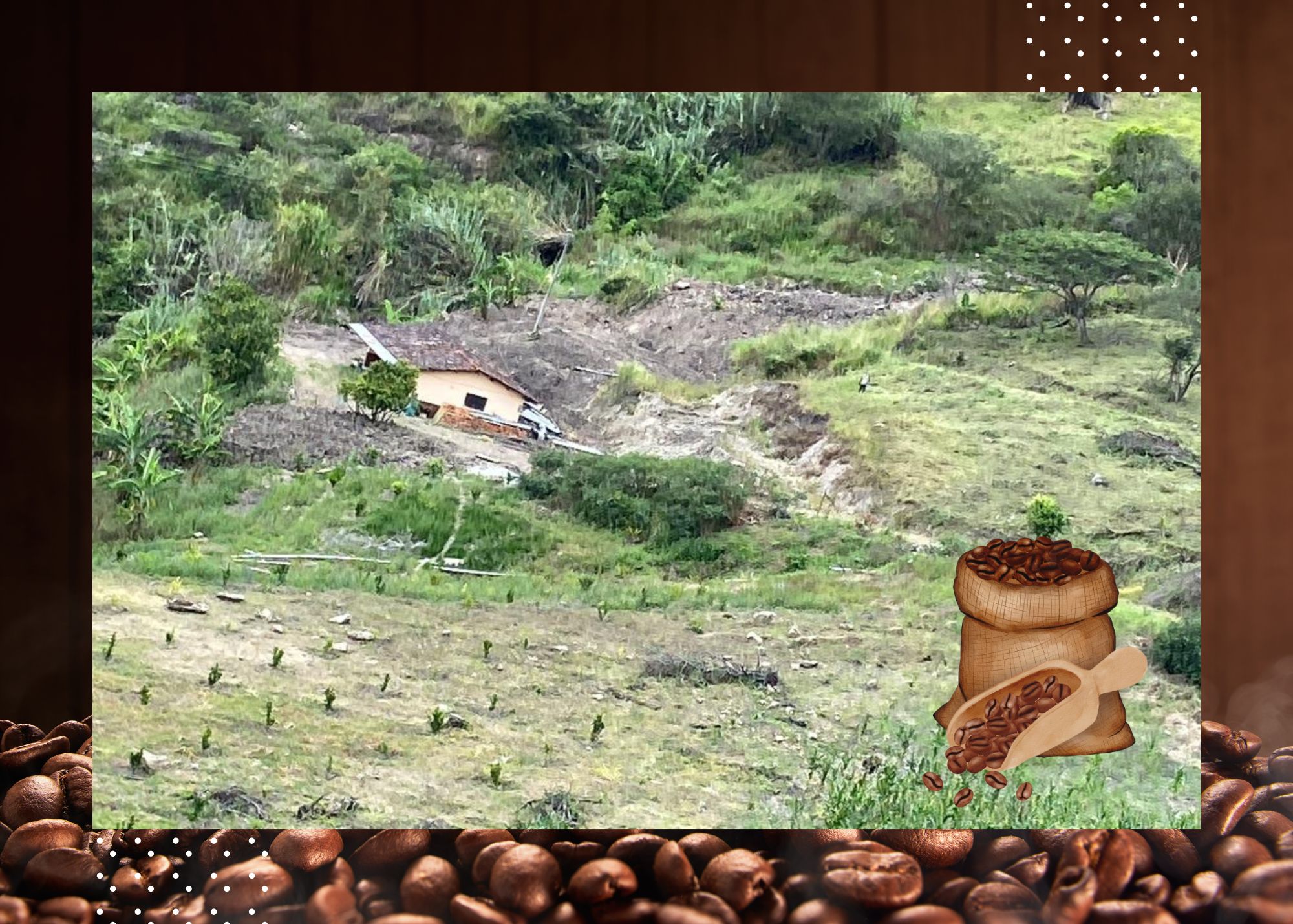 Venta 📞 099 294 7189 🌄 Terreno 26 ha. Para Vivir la Aventura Cafetera💚 Cultiva tu Legado Donde Nace el Café del Alma ☕🌿 #RaícesQueInspiran
