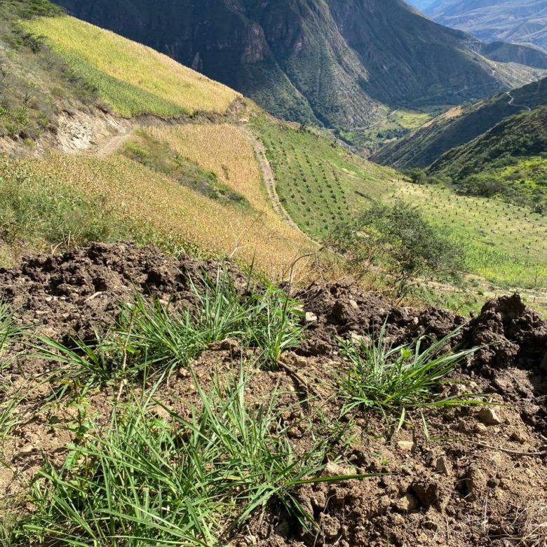 Venta 📞 099 294 7189 🌄 Terreno 26 ha. Para Vivir la Aventura Cafetera💚 Cultiva tu Legado Donde Nace el Café del Alma ☕🌿 #RaícesQueInspiran