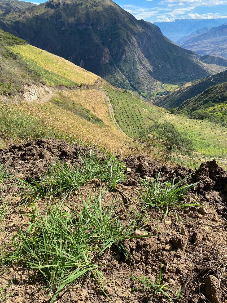 Venta 📞 099 294 7189 🌄 Terreno 26 ha. Para Vivir la Aventura Cafetera💚 Cultiva tu Legado Donde Nace el Café del Alma ☕🌿 #RaícesQueInspiran