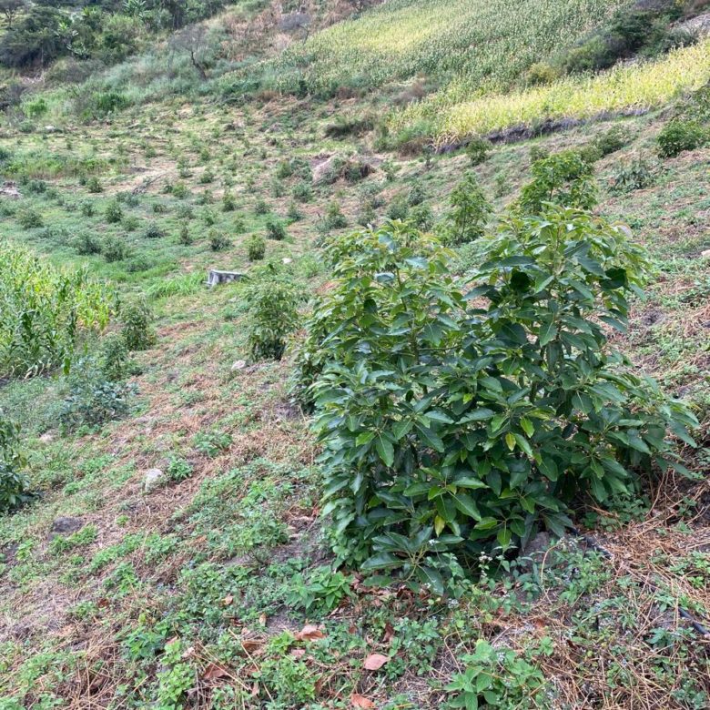 Venta 📞 099 294 7189 🌄 Terreno 26 ha. Para Vivir la Aventura Cafetera💚 Cultiva tu Legado Donde Nace el Café del Alma ☕🌿 #RaícesQueInspiran