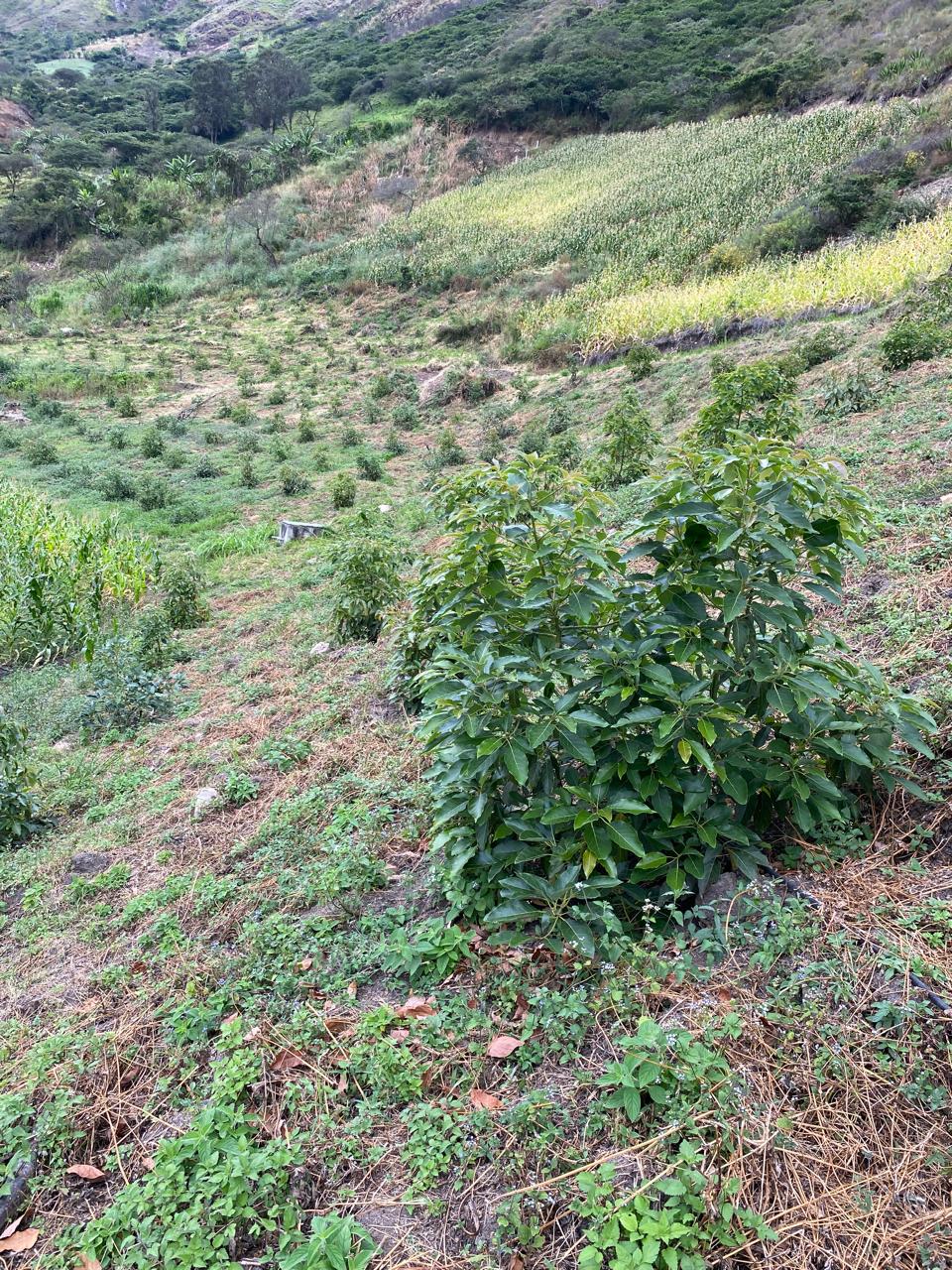 Venta 📞 099 294 7189 🌄 Terreno 26 ha. Para Vivir la Aventura Cafetera💚 Cultiva tu Legado Donde Nace el Café del Alma ☕🌿 #RaícesQueInspiran