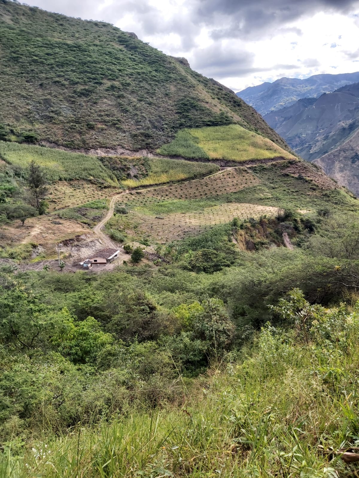 Venta 📞 099 294 7189 🌄 Terreno 26 ha. Para Vivir la Aventura Cafetera💚 Cultiva tu Legado Donde Nace el Café del Alma ☕🌿 #RaícesQueInspiran