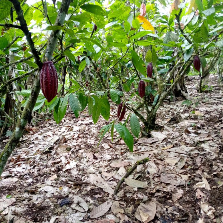 VENDO FINCA CON CASA EN LA CAONI PUERTO QUITO
