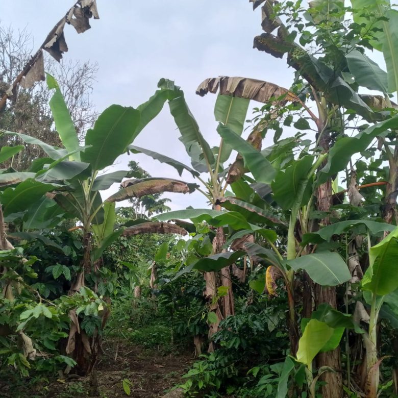 VENDO FINCA CON CASA EN LA CAONI PUERTO QUITO