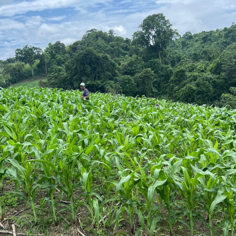Venta 📞 099 294 7189 🏞️🐂 ¡Gran Hacienda Ganadera en Manabí – 500 hectáreas de pura abundancia! 🌱💧⚡ #InversiónSegura