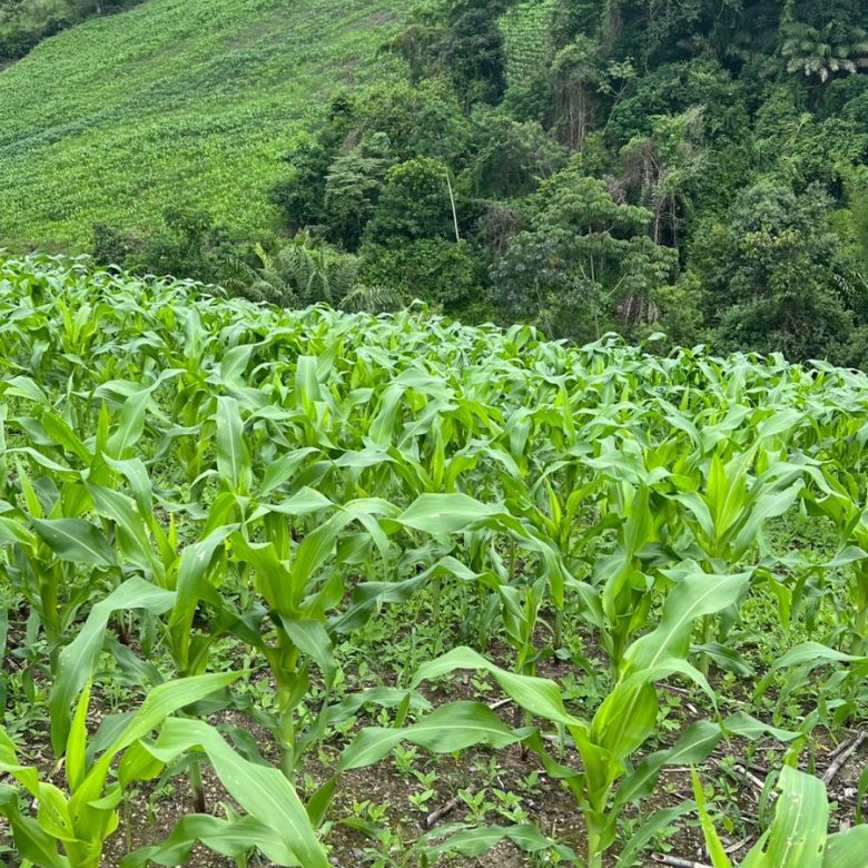 Venta 📞 099 294 7189 🏞️🐂 ¡Gran Hacienda Ganadera en Manabí – 500 hectáreas de pura abundancia! 🌱💧⚡ #InversiónSegura