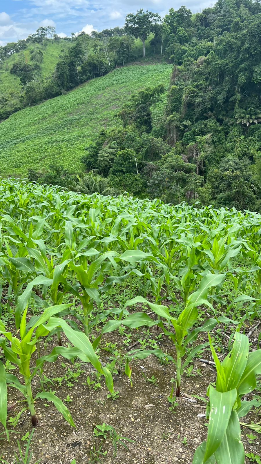 Venta 📞 099 294 7189 🏞️🐂 ¡Gran Hacienda Ganadera en Manabí – 500 hectáreas de pura abundancia! 🌱💧⚡ #InversiónSegura