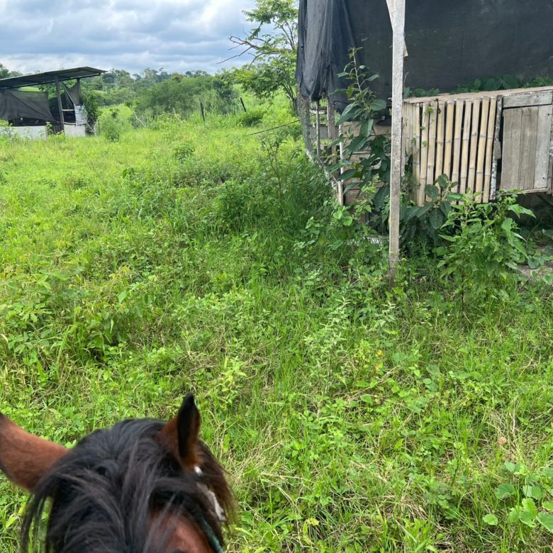 Venta 📞 099 294 7189 🏞️🐂 ¡Gran Hacienda Ganadera en Manabí – 500 hectáreas de pura abundancia! 🌱💧⚡ #InversiónSegura