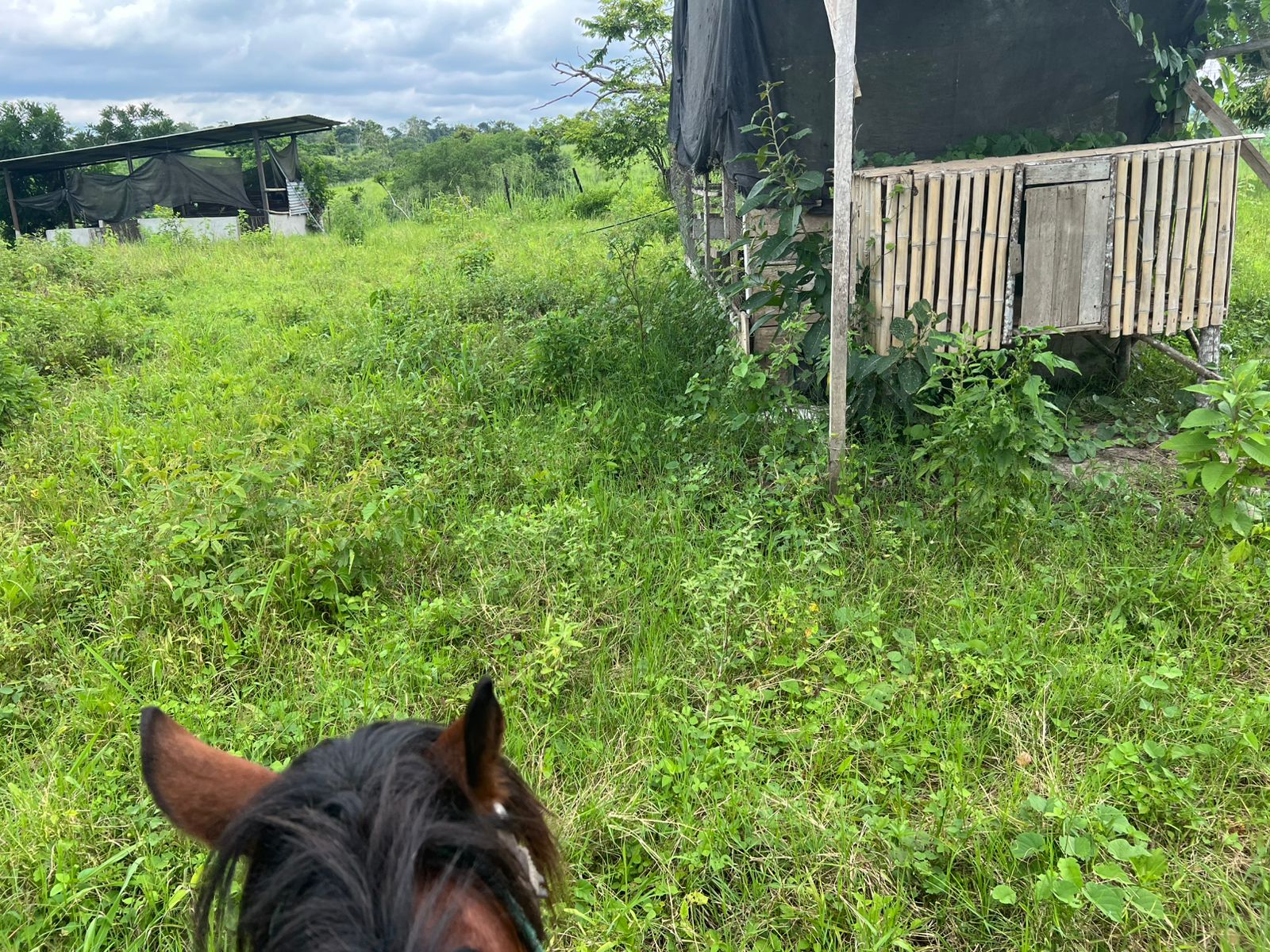 Venta 📞 099 294 7189 🏞️🐂 ¡Gran Hacienda Ganadera en Manabí – 500 hectáreas de pura abundancia! 🌱💧⚡ #InversiónSegura