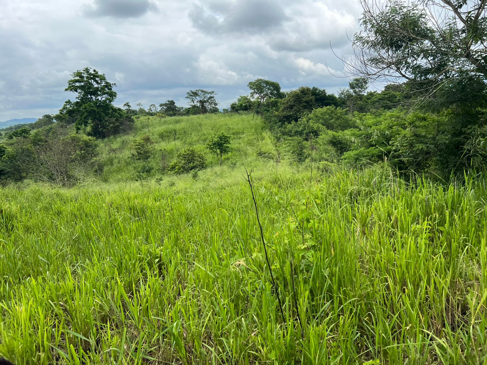 Venta 📞 099 294 7189 🏞️🐂 ¡Gran Hacienda Ganadera en Manabí – 500 hectáreas de pura abundancia! 🌱💧⚡ #InversiónSegura