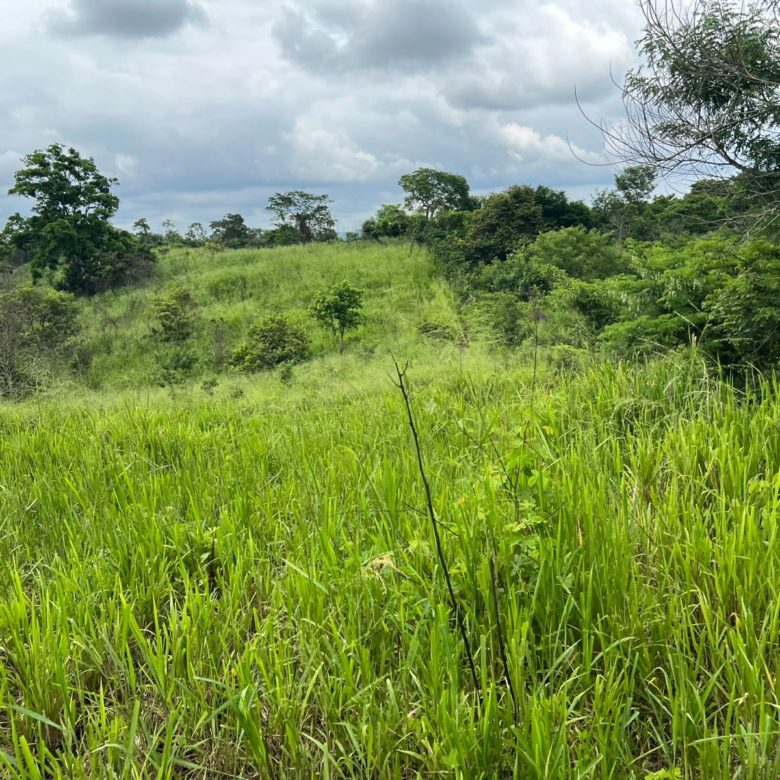 Venta 📞 099 294 7189 🏞️🐂 ¡Gran Hacienda Ganadera en Manabí – 500 hectáreas de pura abundancia! 🌱💧⚡ #InversiónSegura