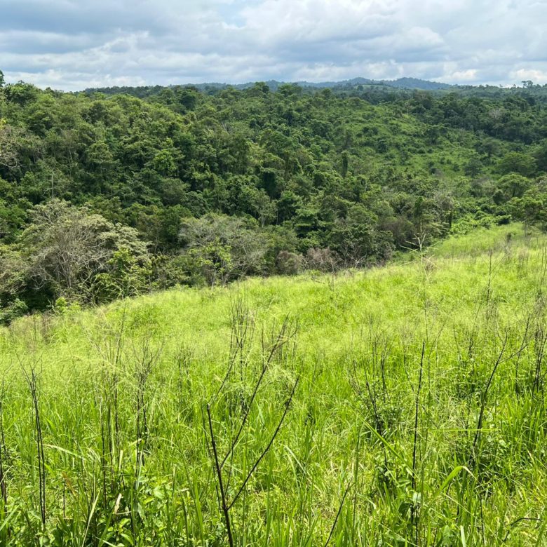 Venta 📞 099 294 7189 🏞️🐂 ¡Gran Hacienda Ganadera en Manabí – 500 hectáreas de pura abundancia! 🌱💧⚡ #InversiónSegura