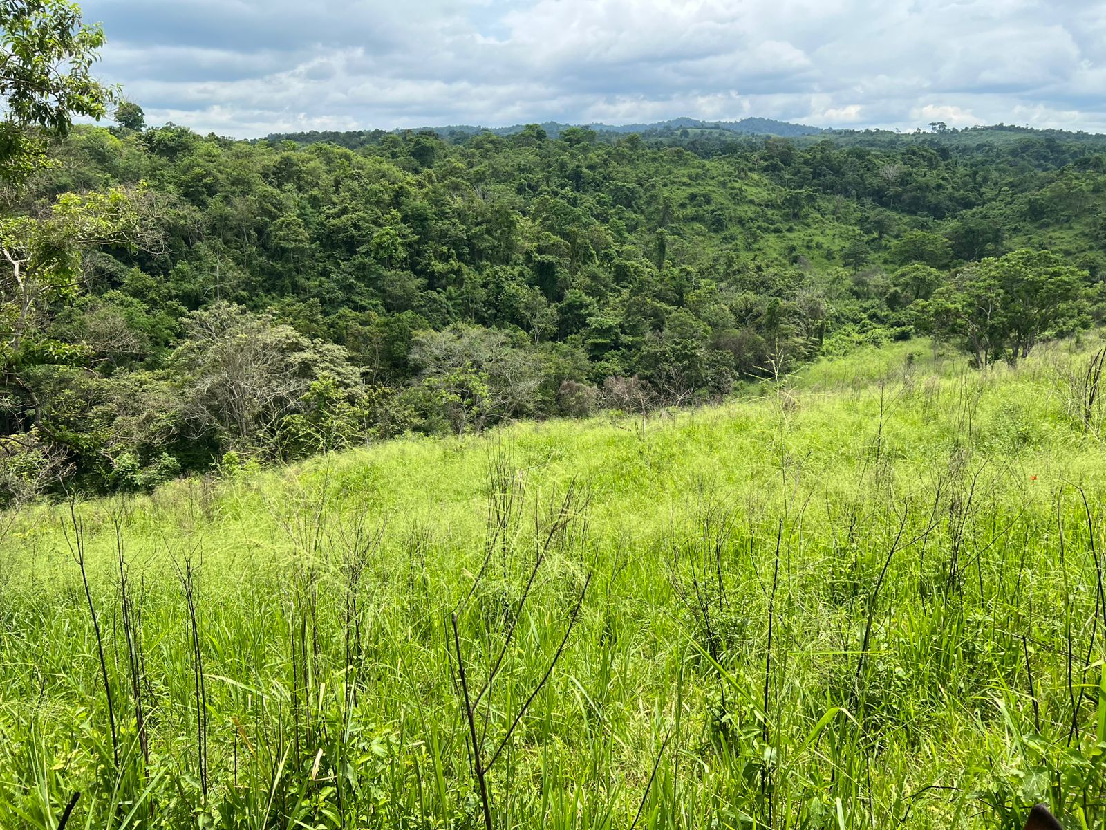 Venta 📞 099 294 7189 🏞️🐂 ¡Gran Hacienda Ganadera en Manabí – 500 hectáreas de pura abundancia! 🌱💧⚡ #InversiónSegura