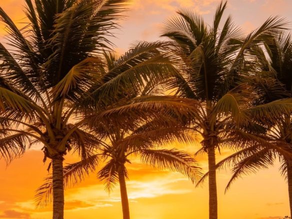 Venta 📞 099 294 7189 ✨🌴 ¡TERRENO DE ENSUEÑO 97.543 m² CON PLAYA PROPIA ENTRE PEDERNALES Y COJIMÍES! 🌊☀️🏡 Vía pavimentada | Clima perfecto todo el año 🐚🌅💎 #TerrenoConPlaya