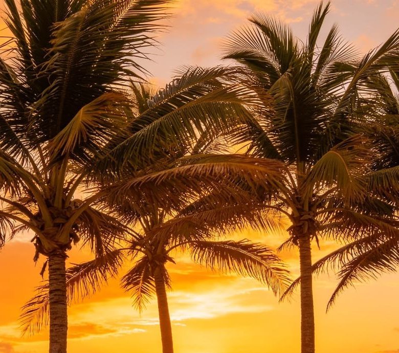 Venta 📞 099 294 7189 ✨🌴 ¡TERRENO DE ENSUEÑO 97.543 m² CON PLAYA PROPIA ENTRE PEDERNALES Y COJIMÍES! 🌊☀️🏡 Vía pavimentada | Clima perfecto todo el año 🐚🌅💎 #TerrenoConPlaya