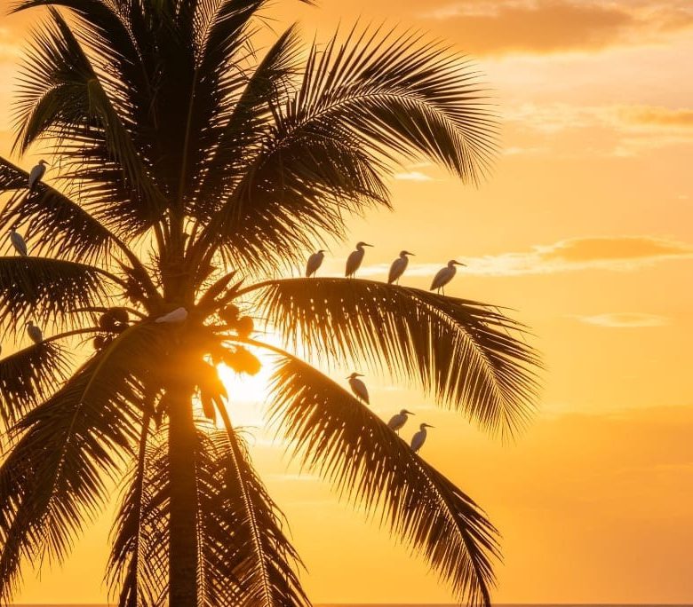 Venta 📞 099 294 7189 ✨🌴 ¡TERRENO DE ENSUEÑO 97.543 m² CON PLAYA PROPIA ENTRE PEDERNALES Y COJIMÍES! 🌊☀️🏡 Vía pavimentada | Clima perfecto todo el año 🐚🌅💎 #TerrenoConPlaya