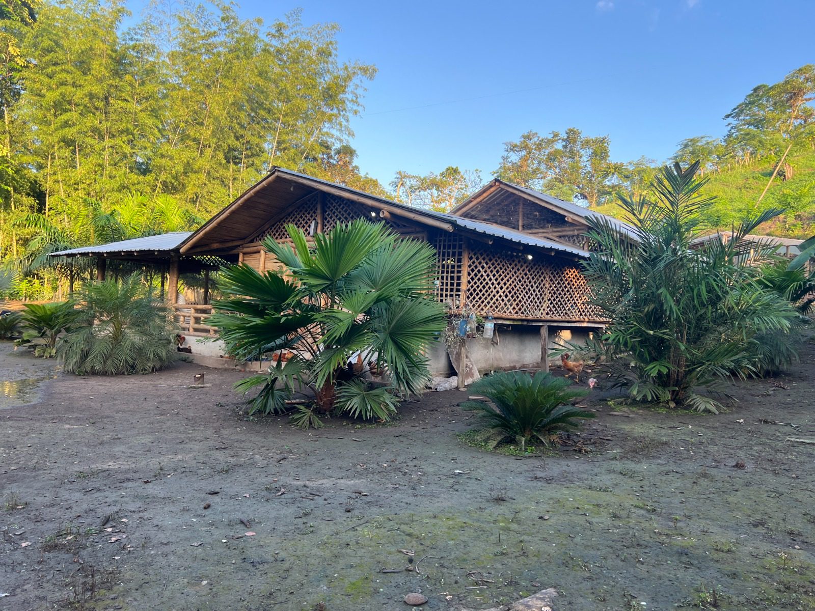 Venta 📞 099 294 7189 ✨🌴 Rancho en San Isidro, Manabí 38.100 m² rodeado de naturaleza ☀️🏡💎 #RanchoMontubio