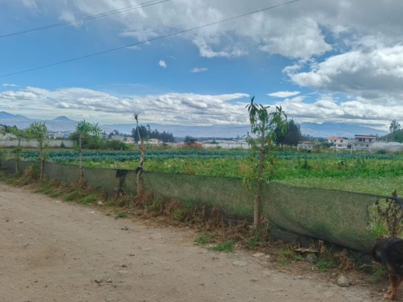 Venta de lotes de terreno