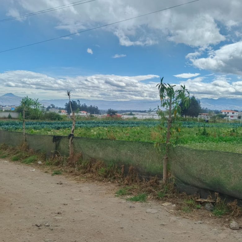 Venta de lotes de terreno