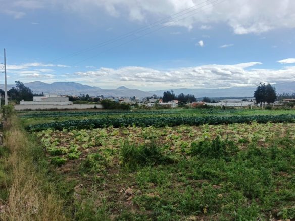 🏡 Venta de lotes en Pifo (170 a 200 m²) *0999323142* Sr. Luis Lazo