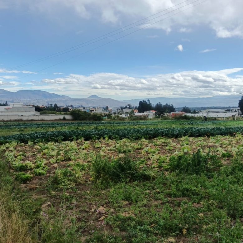 Venta de lotes de terreno