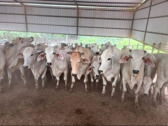 Venta 📞 099 294 7189 🏞️🐂 ¡Gran Hacienda Ganadera en Manabí – 500 hectáreas de pura abundancia! 🌱💧⚡ #InversiónSegura
